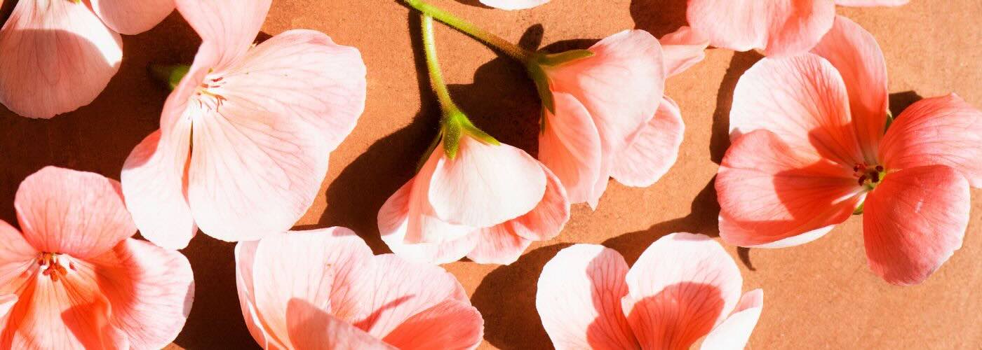 Flowers scattered on backdrop
